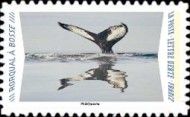 Humpback Whale (Megaptera novaeangliae)