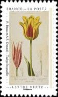 "Tulipe Bossuelle" by P. Bessa and A.F. Dennel
