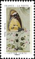 Indian Painting of Butterfly