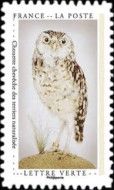 Stuffed Little Owl in Natural Setting
