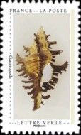 Seashell