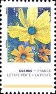 Colors of the Cosmos Flower