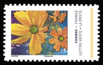 Colors of the Cosmos Flower