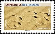 Footprint of Camel