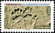 Footprint of Chacma Baboon