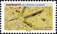 Footprint of Grey Heron (Ardea cinerea)