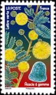 Acacia Flower and Gumdrop