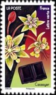 Cacao Flower and Chocolate