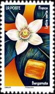 Bergamot Flower and Candy