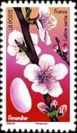 Almond Flower and Almond Dragée