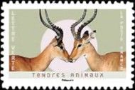 Impalas