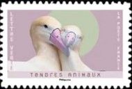 Short-tailed Albatros - Phoebastria albatrus