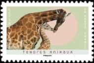 Giraffes