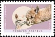 Alpacas
