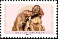 Dogs