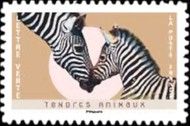 Zebras