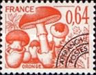 Oronge (Amanita caesarea)