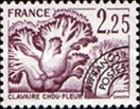 Clavaire cauliflower (Sparassis crispa)