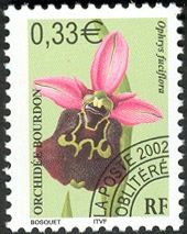 Late Spider Orchid (Ophrys fuciflora)