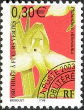 Greater Butterfly-orchid (Platanthera chlorantha)