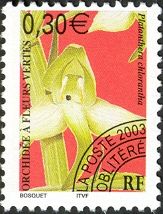Greater Butterfly-orchid (Platanthera chlorantha)