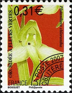 Greater Butterfly-orchid (Platanthera chlorantha)