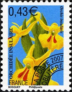 Orchis insularis (Dactylorhiza insularis)
