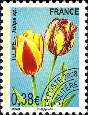 Tulip (Tulipa sp)