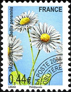 Common daisy (Bellis perennis)