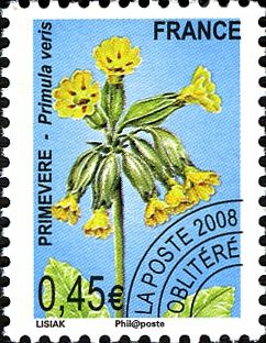 Cowslip (Primula veris)