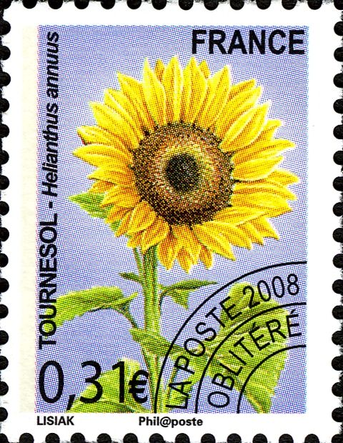Sunflower (Helianthus annuus)
