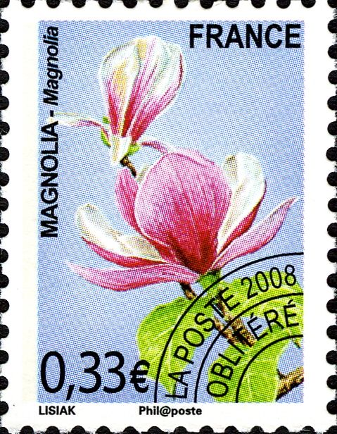 Magnolia