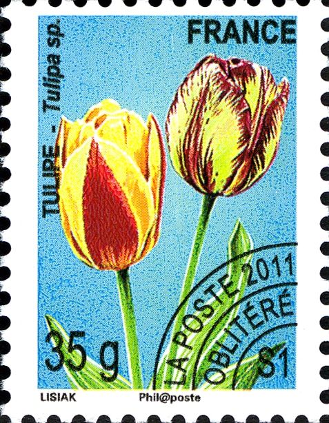Tulip (Tulipa sp)