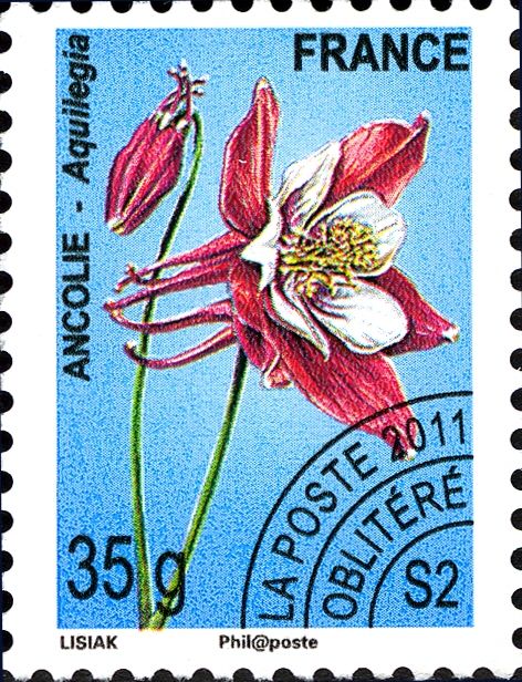 Columbine (Aquilegia)
