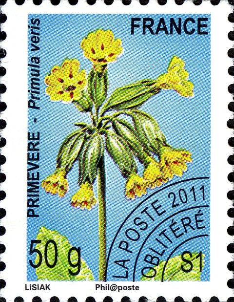 Cowslip (Primula veris)