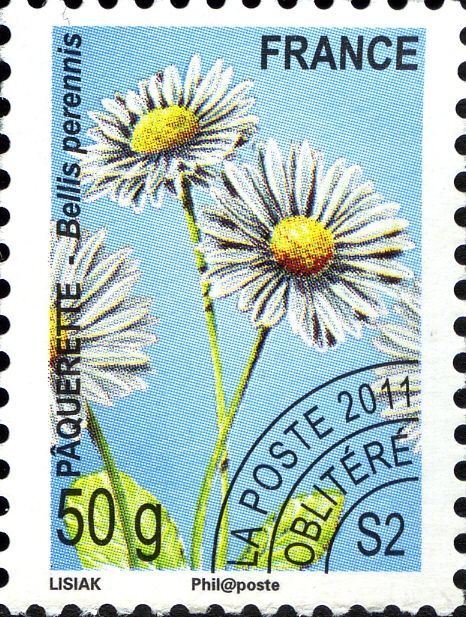 Common daisy (Bellis perennis)