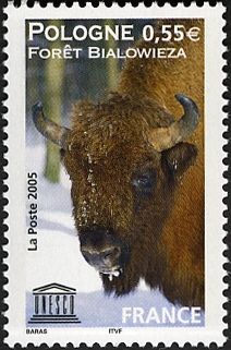 European Bison (Bos bonasus)