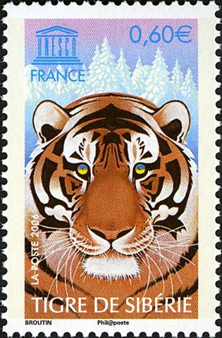 Amur Tiger (Panthera tigris altaica)
