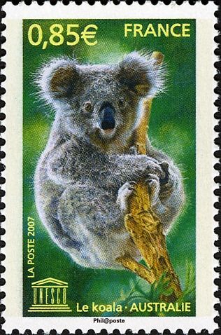 Koala (Phascolarctos cinereus)