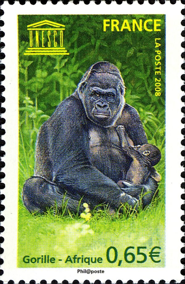 Eastern Gorilla (Gorilla beringei)