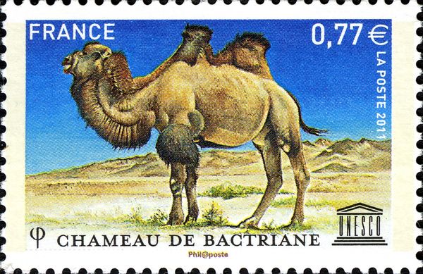 Bactrian Camel (Camelus bactrianus)
