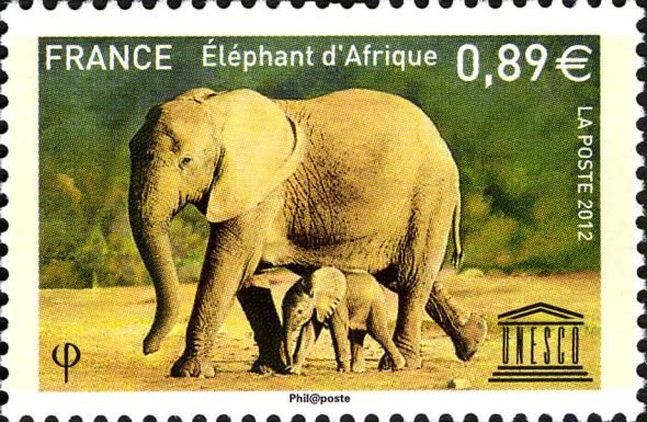 African Elephant (Loxodonta africana)