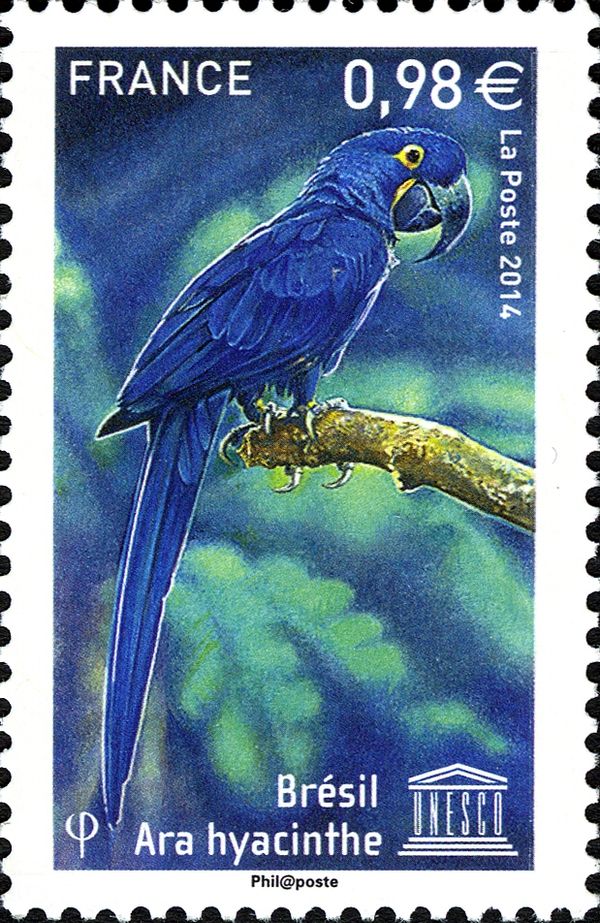 Hyacinthe Macaw (Anodorhynchus hyacinthinus)