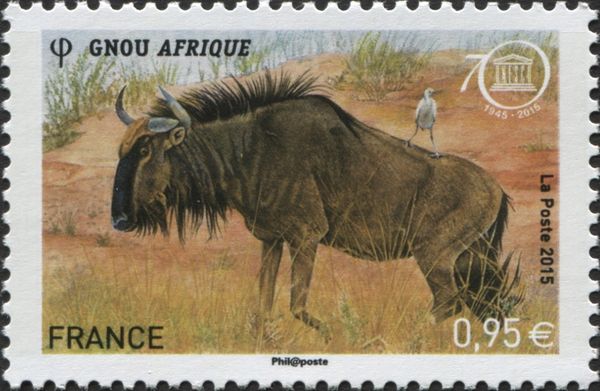 Wildebeest Africa - Gnou