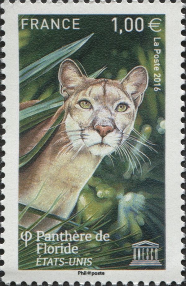 Florida Panther (Puma concolor)