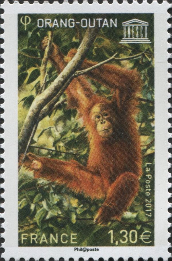 Orang Utan