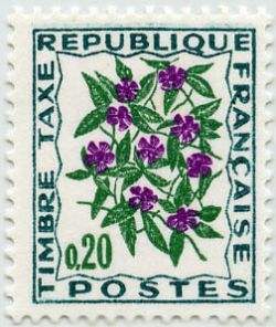 Wildflowers: Pervenche