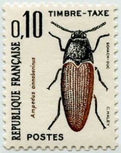 Click Beetle (Ampedus cinnabarinus)