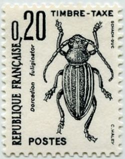 Longhorn Beetle (Dorcadion fuliginator)