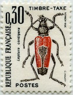 Longhorn Beetle (Leptura cordigera) 